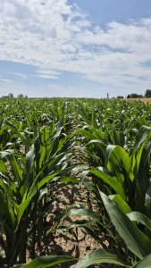 Kukurydza DKC 3972 - 06.07.2025