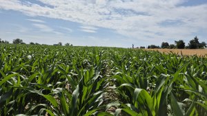 Kukurydza DKC 3972 - 06.07.2025