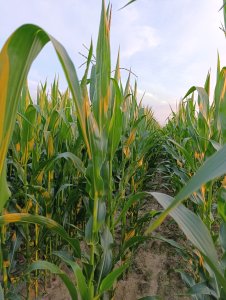 Kukurydza lidea 2155