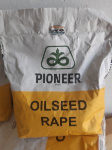 Nasiona rzepaku
