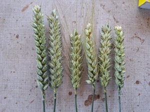 Odmiany pszenic