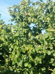 Orzech laskowy Kataloński  coraz większy .