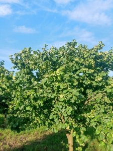 Orzech laskowy Kataloński  coraz większy .