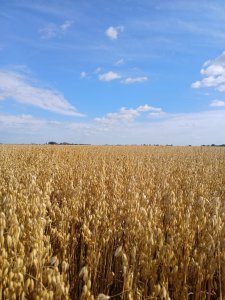 Owies ozimy KWS Snowbird