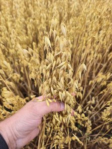 Owies ozimy KWS Snowbird