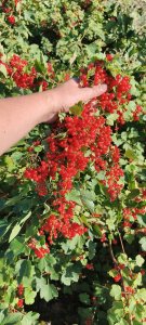 porzeczka czerwona Rolan