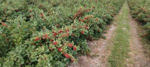 porzeczka czerwona Rolan