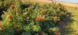 porzeczka czerwona Rolan