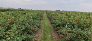 porzeczka czerwona Rolan