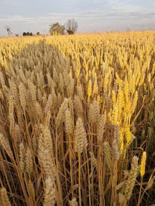 Pszenica 