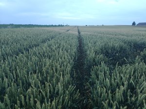 Pszenica KWS Donovan