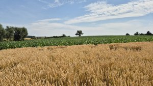 Pszenica ozima Andorre - 06.07.2025