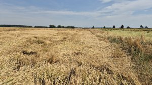 Pszenica ozima Andorre - 06.07.2025