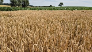 Pszenica ozima Andorre - 06.07.2025