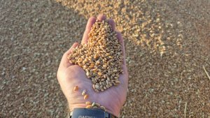 pszenica ozima Andorre 