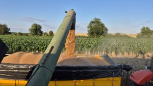 pszenica ozima Andorre 