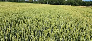 Pszenica ozima Banatus 