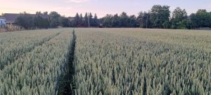 Pszenica ozima Banatus 