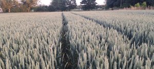 Pszenica ozima Banatus 