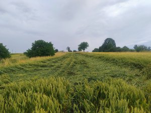 Pszenica ozima Diplom