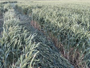 Pszenica Ozima Elektra