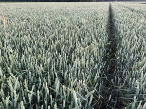 Pszenica Ozima Euforia