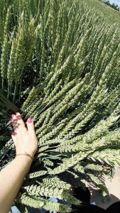 Pszenica ozima Opoka.