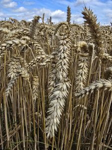 Pszenica ozima Opoka