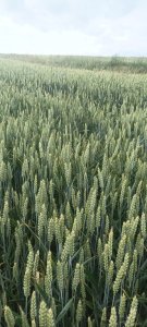 Pszenica ozima RGT Bilanz