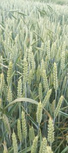 Pszenica ozima RGT Bilanz