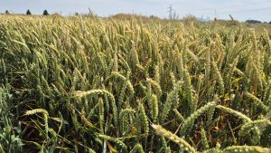 Pszenica ozima RGT Treffer - 06.07.2025