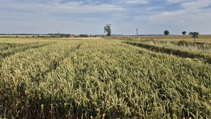 Pszenica ozima RGT Treffer - 06.07.2025