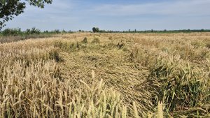 Pszenica ozima RGT Treffer - 06.07.2025