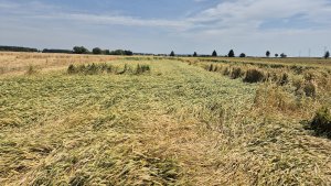 Pszenica ozima RGT Treffer - 06.07.2025