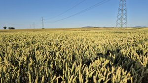 Pszenica ozima RGT Treffer - 06.07.2025