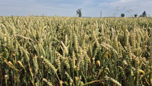 Pszenica ozima RGT Treffer - 06.07.2025