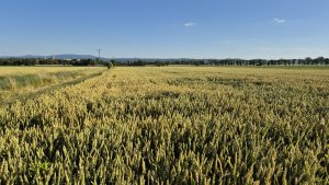 Pszenica ozima SU Tarroca - 06.07.2025