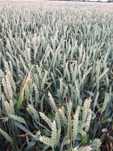 Pszenica po kukurydzy