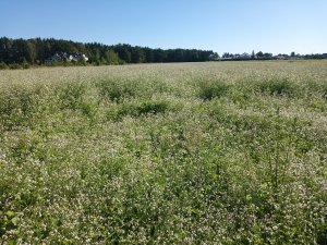 Rzodkiew oleista, gryka i łubin 
