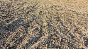 Ściernisko - tydzień po talerzowaniu