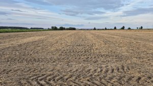 ściernisko po poleglej pszenicy