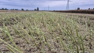 ściernisko po rzepaku