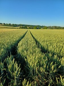 Pszenica Gentleman/Revolver