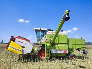 Żniwa rzepaczane 2025