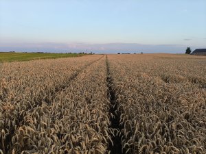 02.08.2025 KWS Donovan