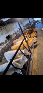 Dokarmianie odsadków