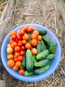 Pomidory i ogórki