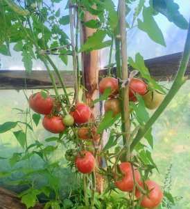 Pomidory w tunelu foliowym