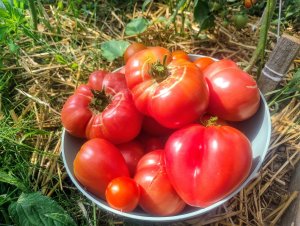 Pomidory