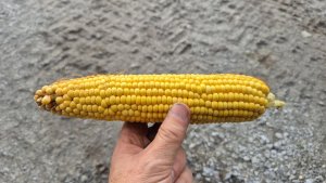 kukurydza fao270 29.08.2025